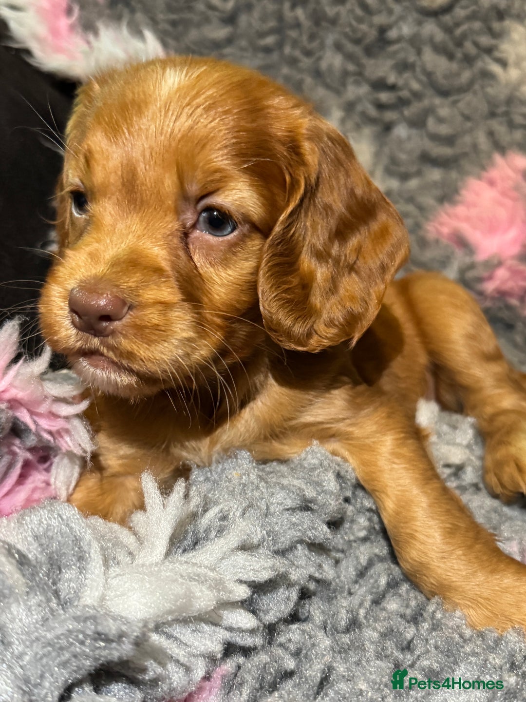 Cocker Spaniel dogs for sale: Beautiful Working Cocker Spaniel puppies - Image 4