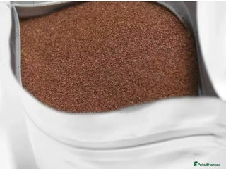 Bettas fish - Advert 1