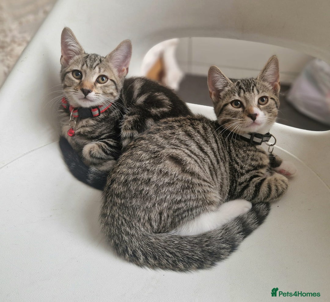 Mixed Breed cats for sale: Adorable kittens in London(SE18)😻💓😻 - Image 12