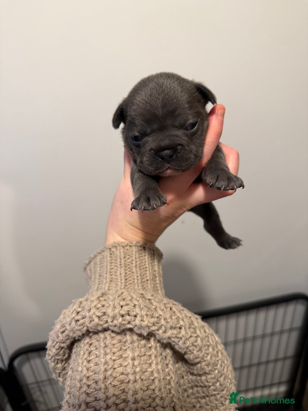French Bulldog dogs for sale: French bulldog puppies - Advert 4