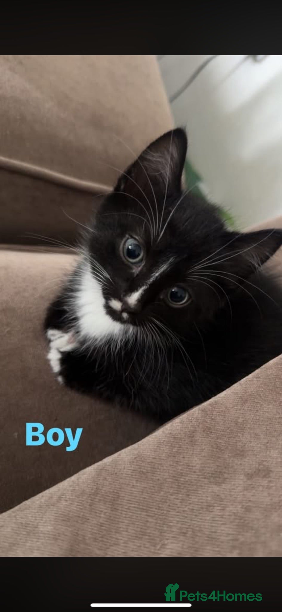 Domestic Shorthair cats Boy Kitten ready to leave  - Advert 16