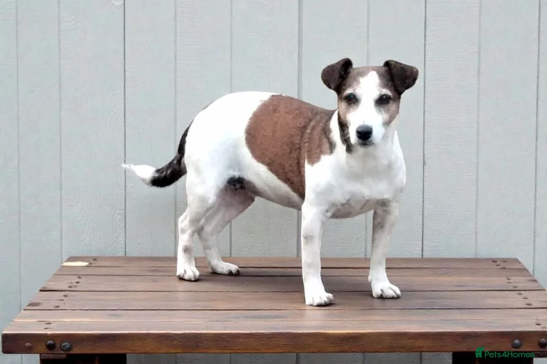 Jack Russell dogs for adoption: CHLOE – Female Jack Russell Terrier - Advert 2