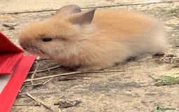 Lionhead rabbits for sale: Teddy Double & Single Lionhead Price starts at £35 - Image 34
