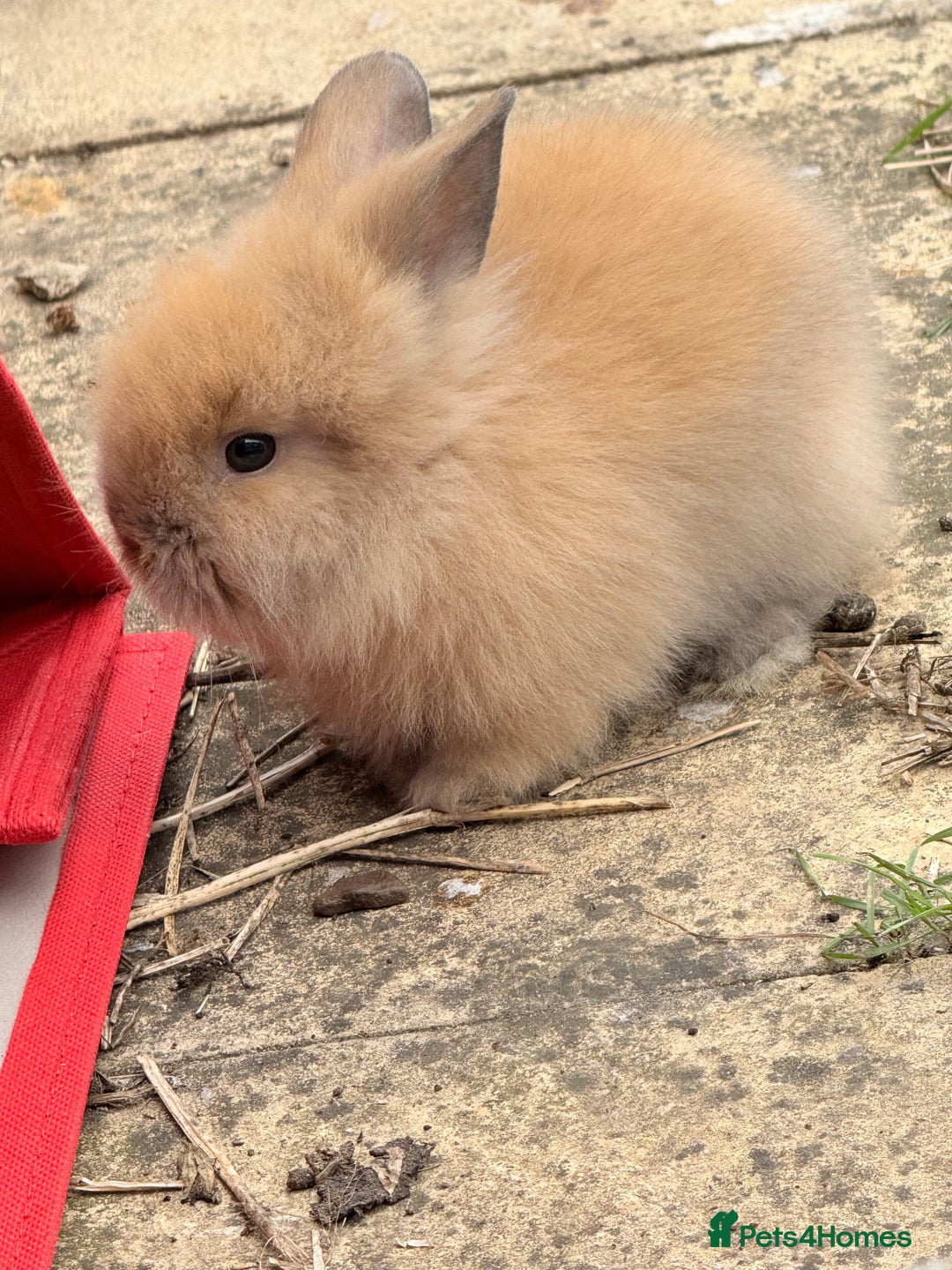 Lionhead rabbits for sale: Teddy Double & Single Lionhead Price starts at £35 - Image 34