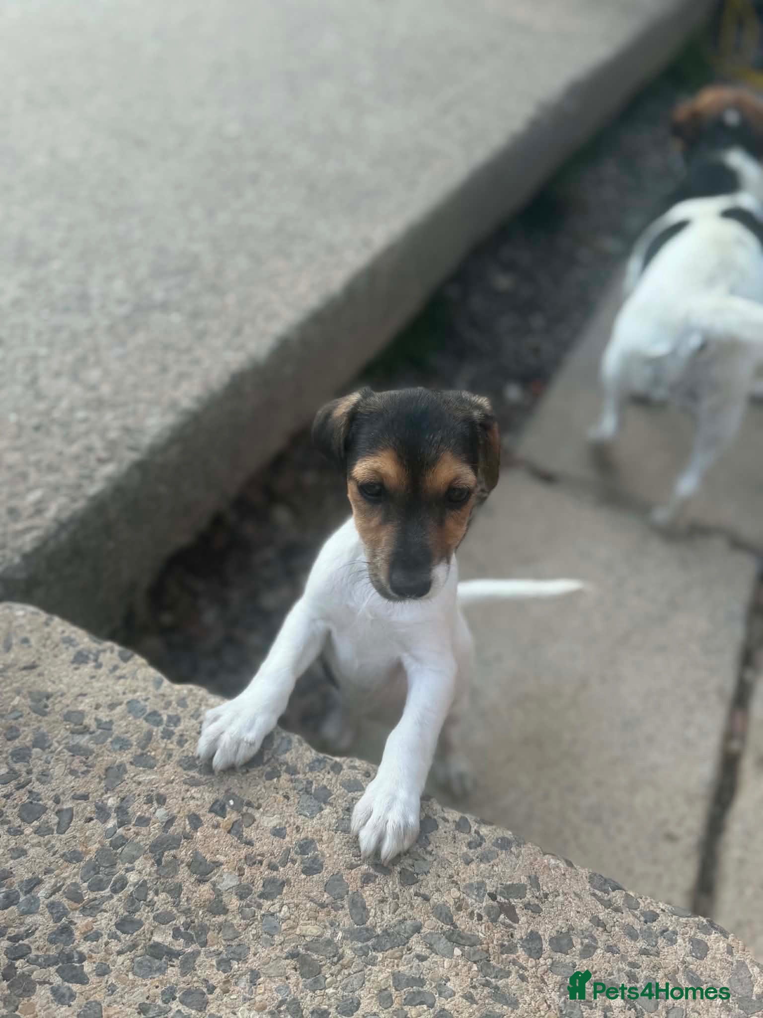 Jack Russell dogs Full breed jack russells 3 girls left !!! - Advert 2