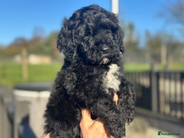 Mixed Breed dogs F1B SAINTBERNADOODLE BOYS AND GIRLS - Advert 2