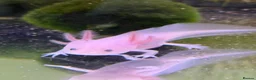Axolotl reptiles for sale: Axolotl Babies for Sale – Healthy, Home Bred - Advert 6