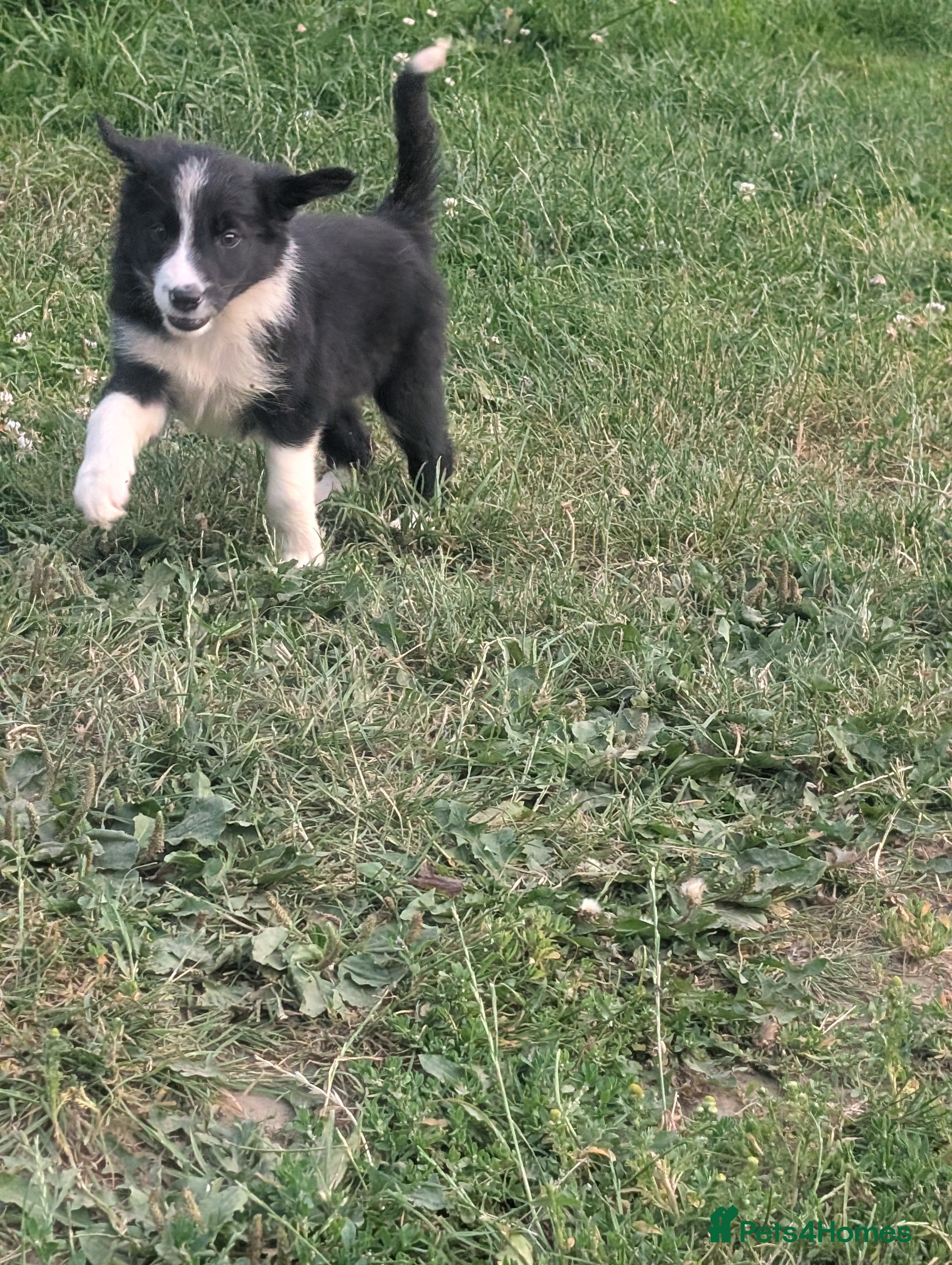 Border Collie dogs Beautiful isds registered puppies  - Advert 2