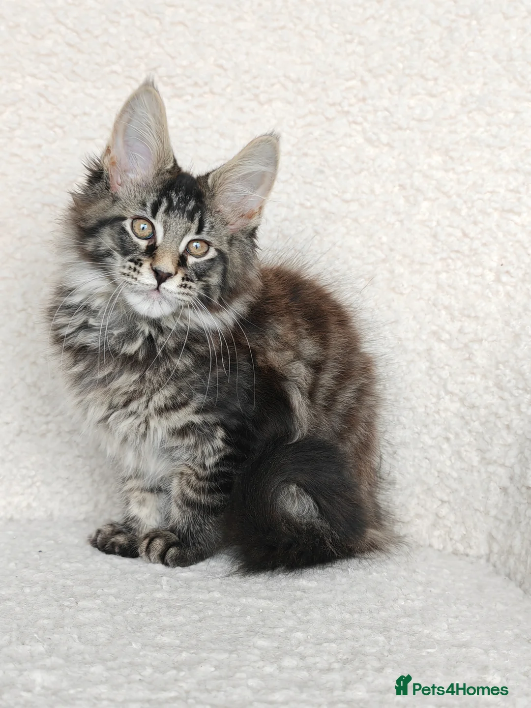 Maine Coon cats for sale: Full pedigree Maine Coon kittens - Advert 20