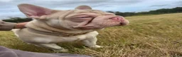 French Bulldog dogs for sale:  🌸 Winnie – Forever Family Wanted - Advert 4