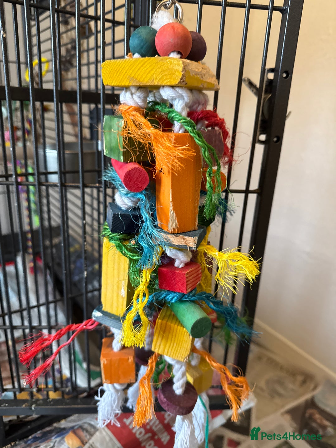 Conures birds for sale: Green cheek conures - Advert 9