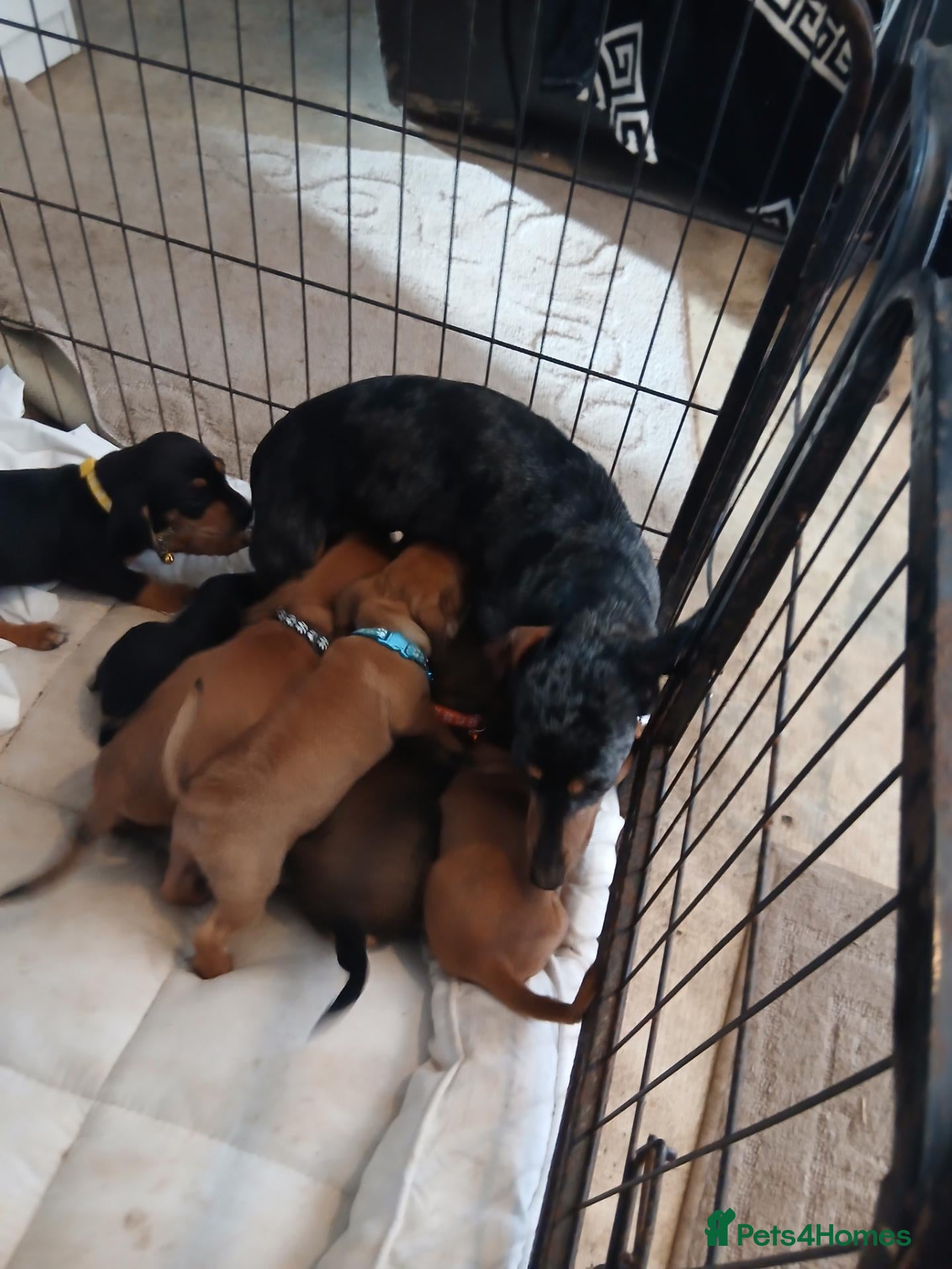 Dachshund dogs for sale: Beautiful dashhunds - Advert 2