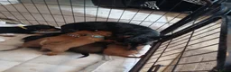 Dachshund dogs for sale: Beautiful dashhunds - Advert 2
