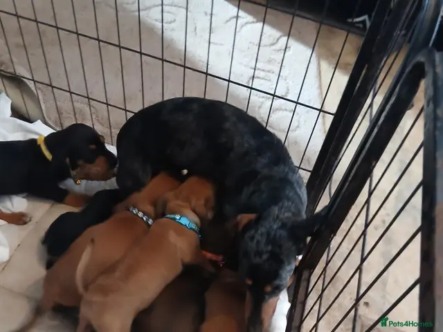 Dachshund dogs for sale: Beautiful dashhunds - Advert 2