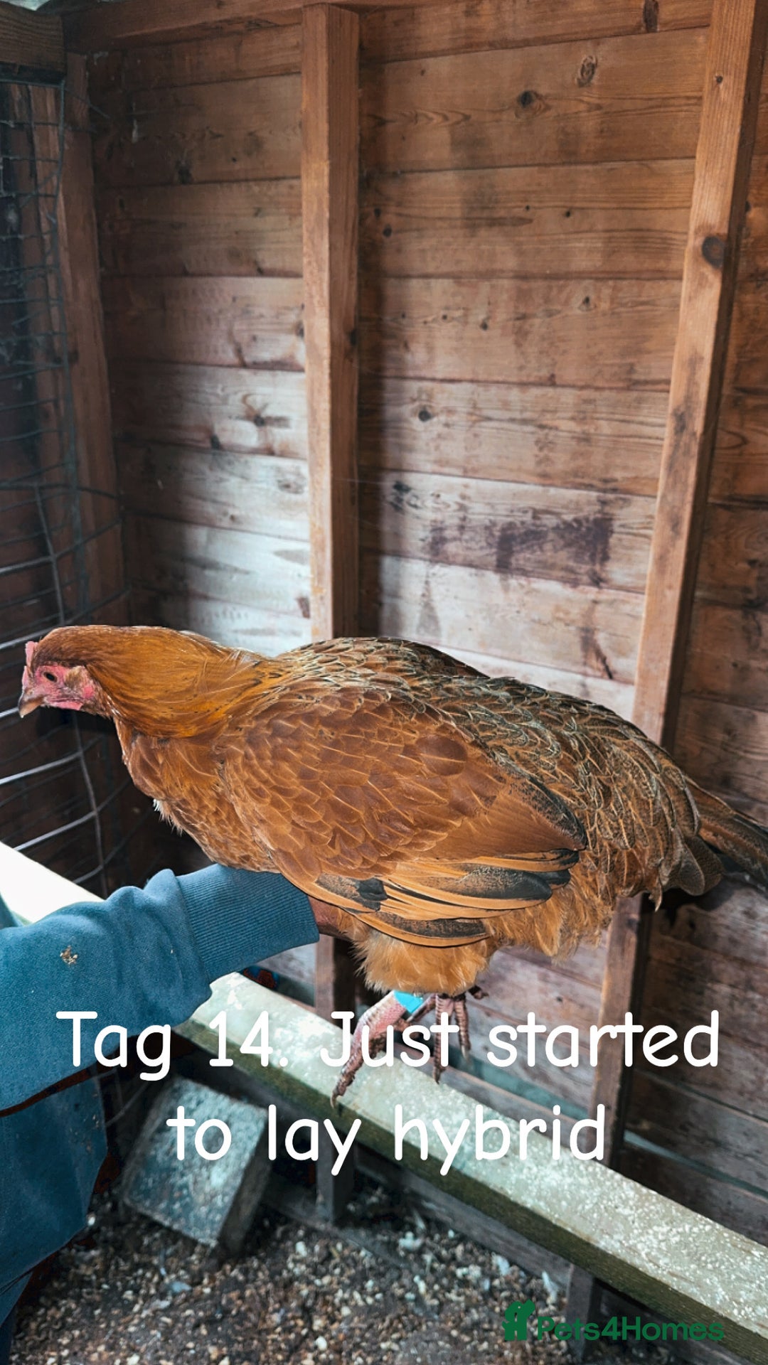 Chickens poultry for sale: Hybrid/ cross breed hens for sale - Image 15
