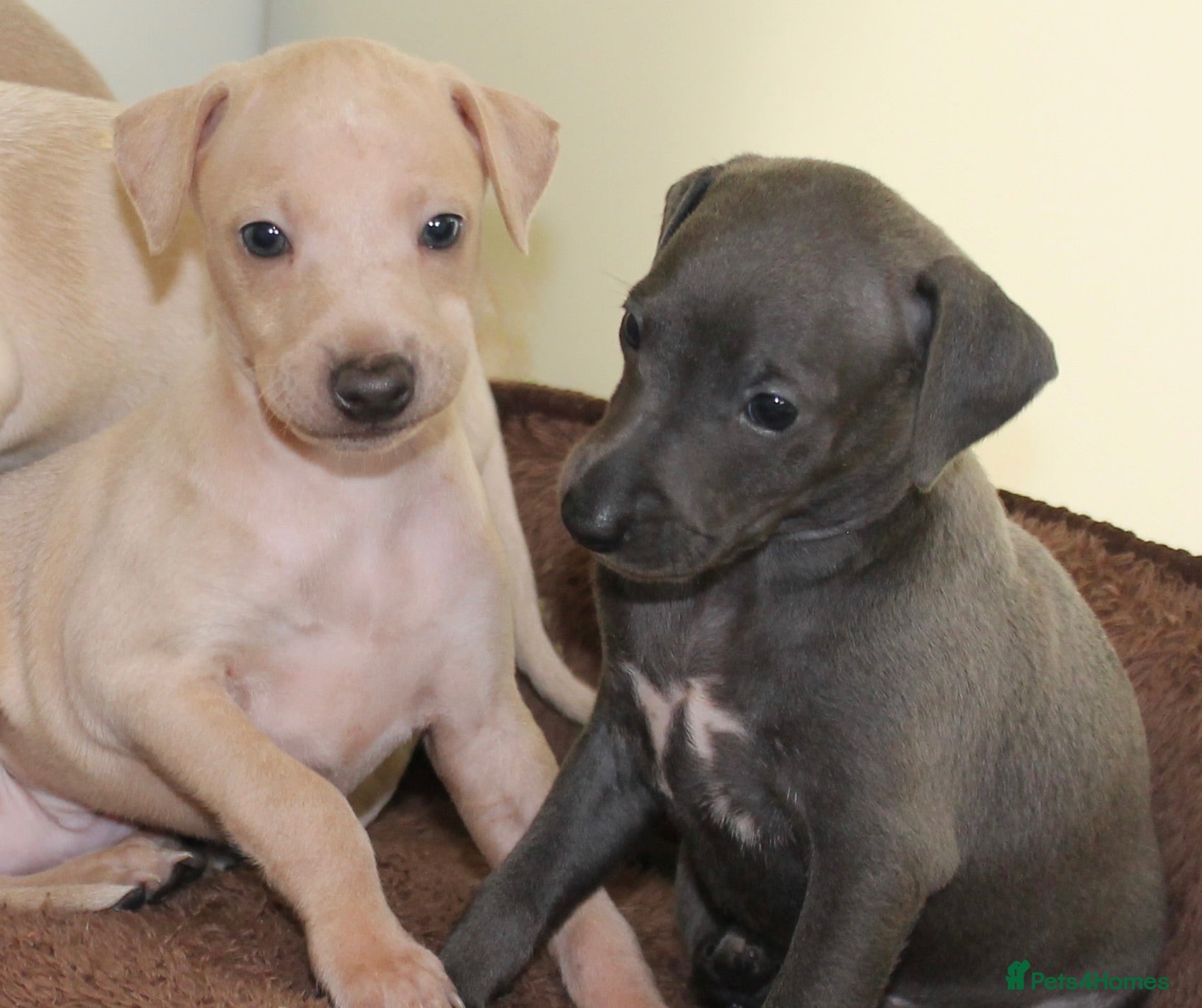 Italian Greyhound dogs KC Reg Italian Greyhounds - Advert 5