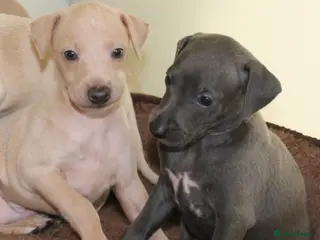 Italian Greyhound dogs KC Reg Italian Greyhounds - Advert 5