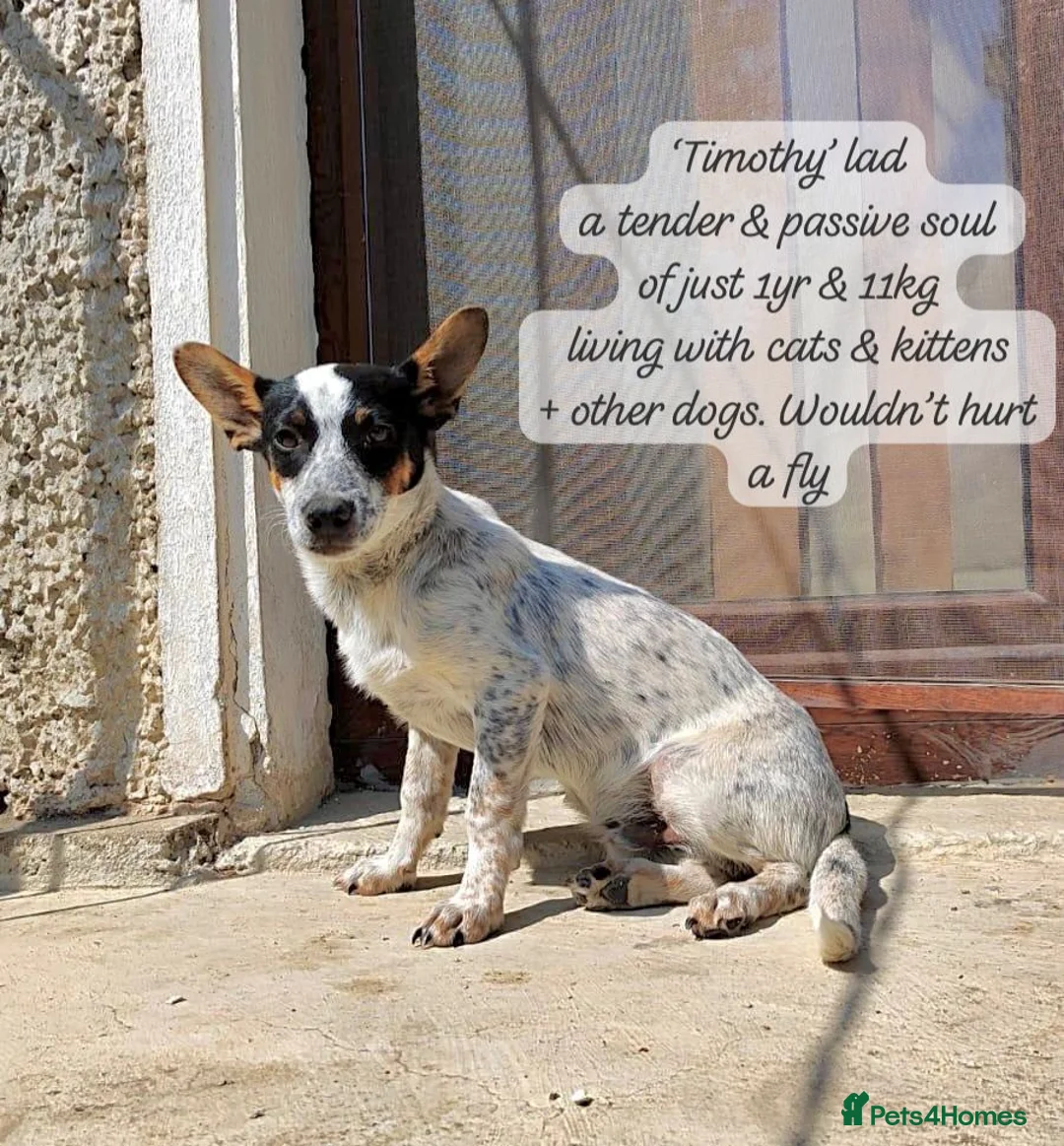 Mixed Breed dogs for adoption: Timothy, 1 yr approx. Available for adoption. - Advert 1