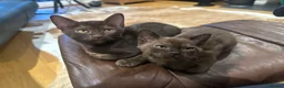 Burmese cats for sale: Cuddly Cream boy & Two beautiful Black Torties - Advert 8
