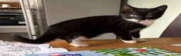 Domestic Shorthair cats for sale: Beautiful kittens for sale  - Advert 9
