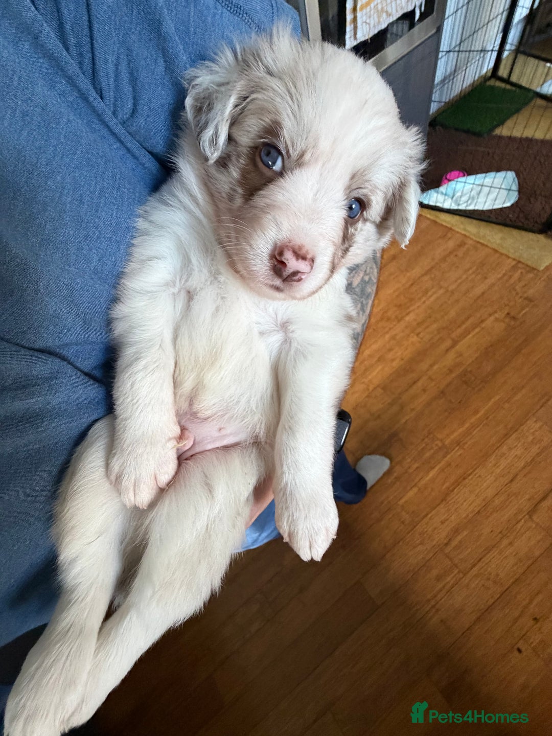 Border Collie dogs for sale: Red & white tri merle border collie puppies - Advert 2