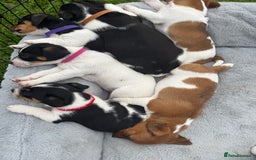 Jack Russell dogs for sale: Jack Russell pups - Image 4