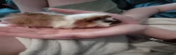 Guinea Pig rodents for sale: 5 Baby Half-Peruvian Guinea Pigs for Sale - Advert 2