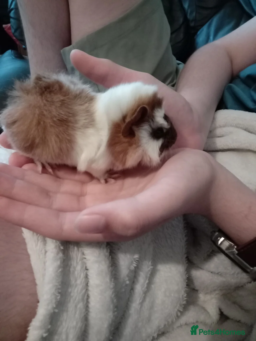 Guinea Pig rodents for sale: 5 Baby Half-Peruvian Guinea Pigs for Sale - Advert 2