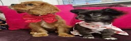 Cavalier King Charles Spaniel dogs for sale: Queenie kennel club female  - Advert 10