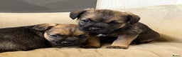 Border Terrier dogs for sale: Kc reg Border Terrier puppies  - Advert 3