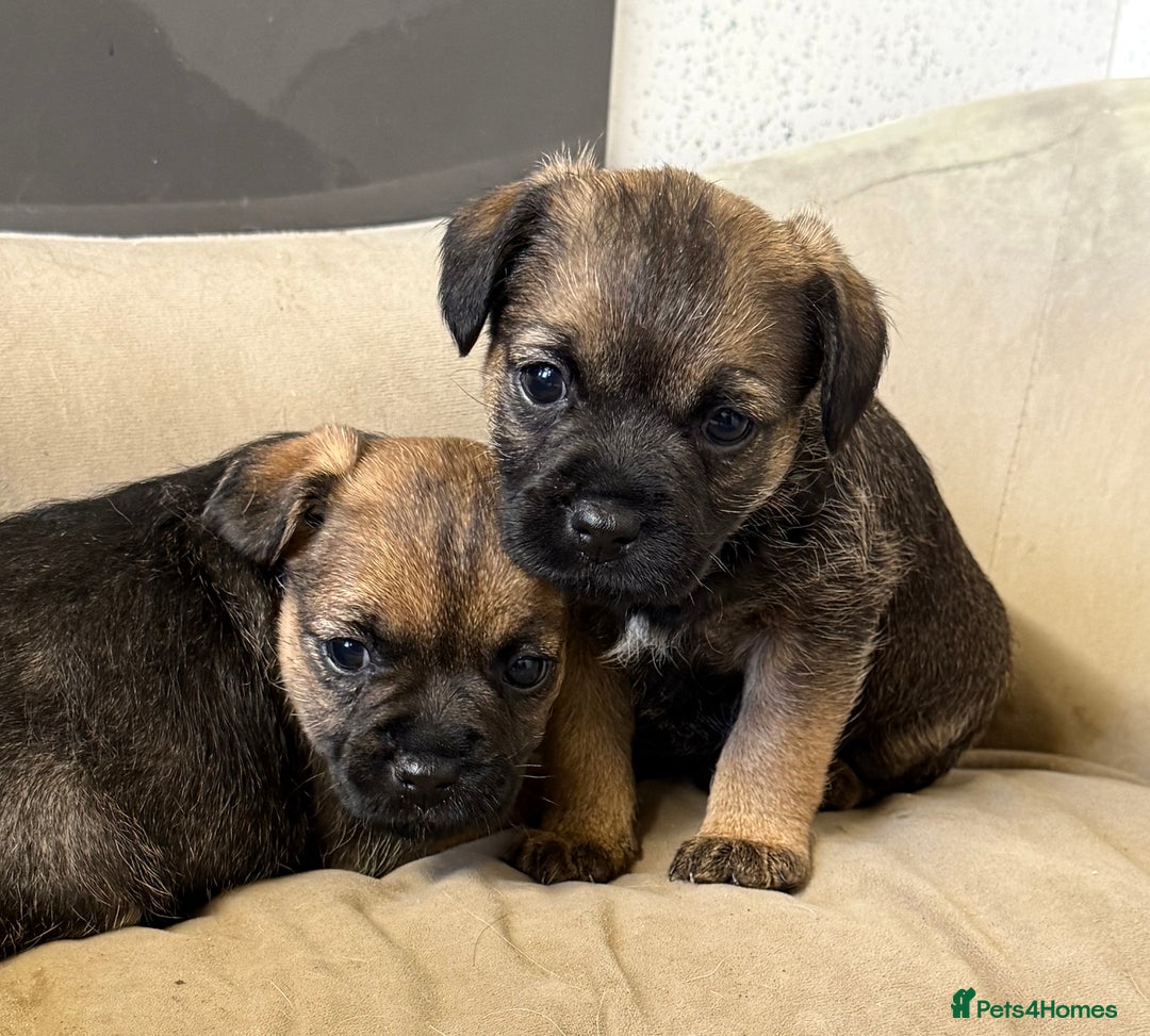 Border Terrier dogs for sale: Kc reg Border Terrier puppies  - Advert 3
