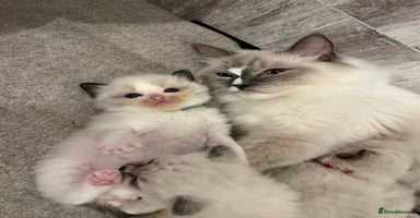 Ragdoll cats - Advert 6