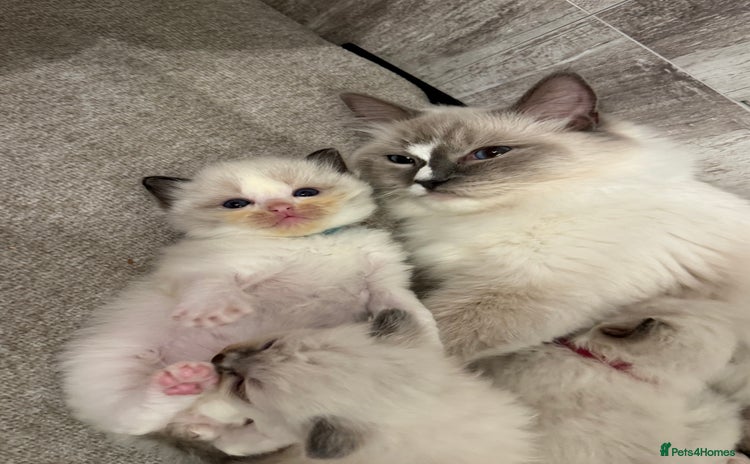 Ragdoll cats - Advert 1