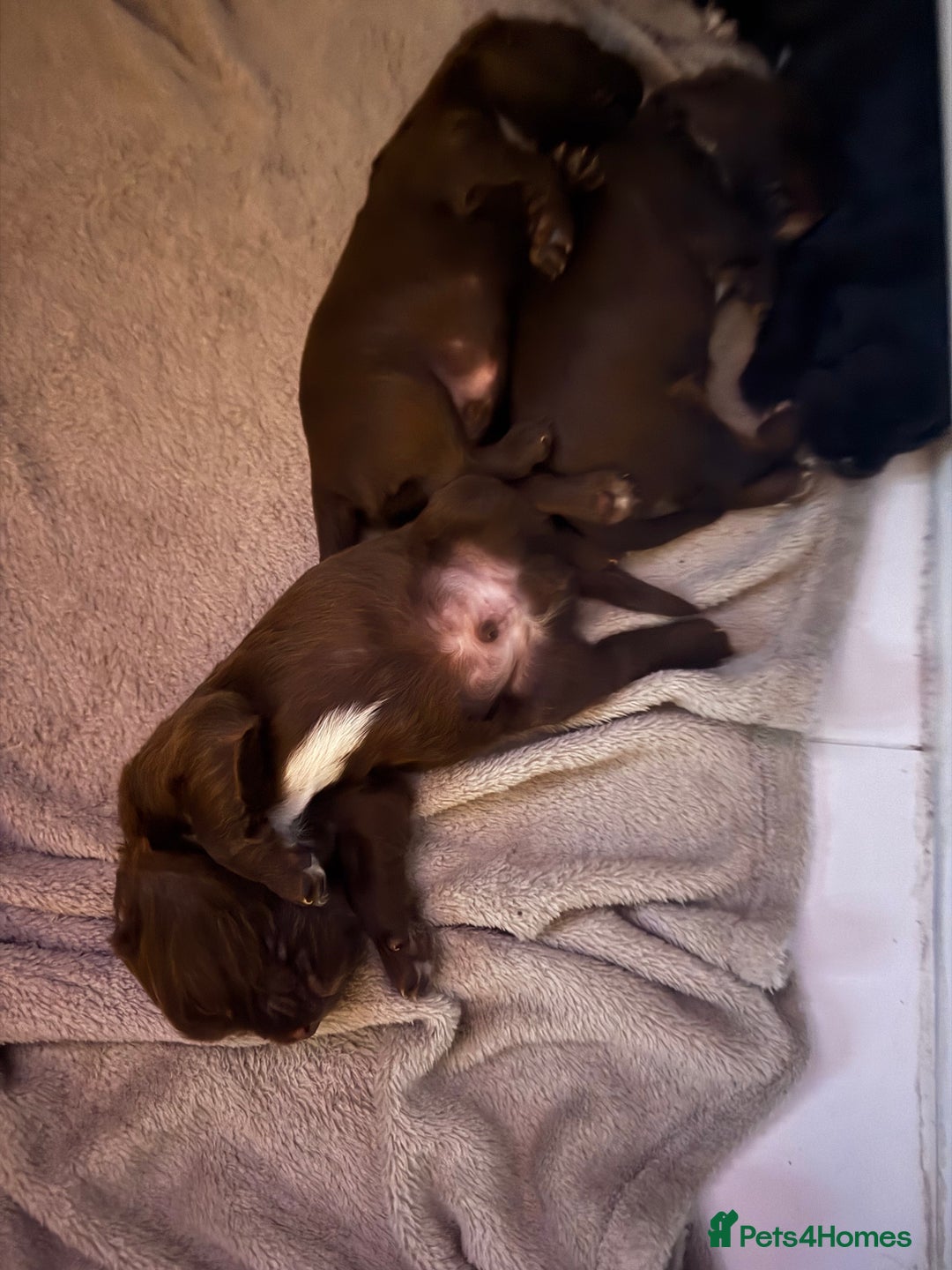 Sprocker dogs for sale: Stunning F1 sprocker puppies - Advert 4