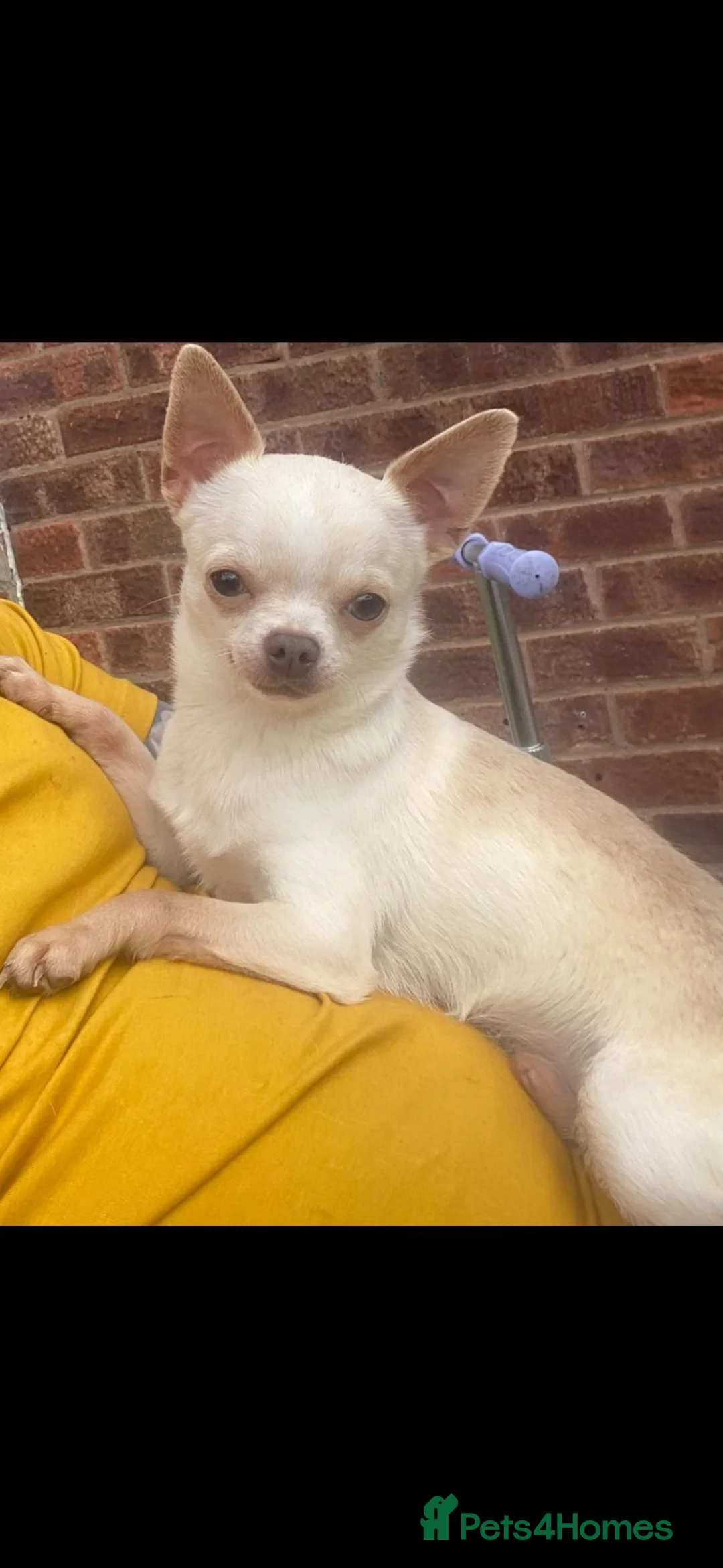 Chihuahua dogs for stud: KC BOYS LILAC, CHOCOLATE , BLUE , BOYS AVAILABLE. in Mansfield - Advert 13