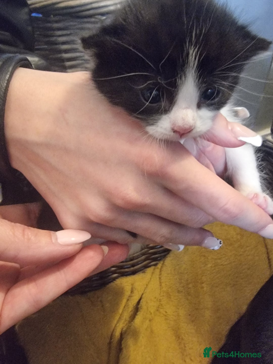 Mixed Breed cats for sale: Russian Blue mix kittens - Advert 5