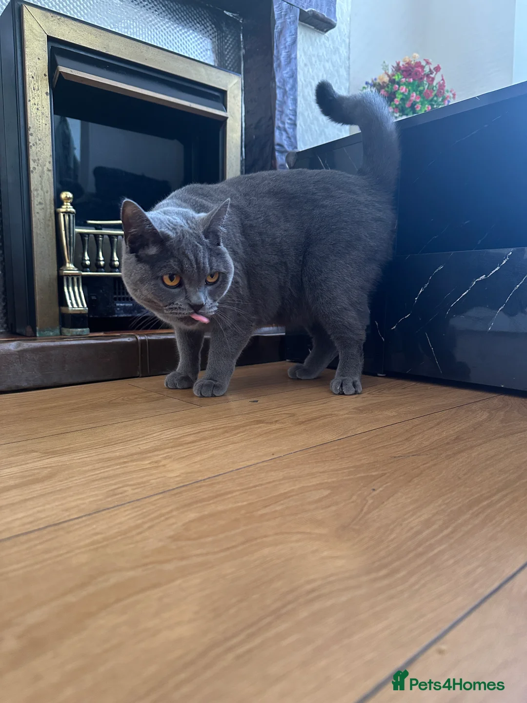 British Shorthair cats for sale: British shorthair female cat - neutered.  - Advert 7