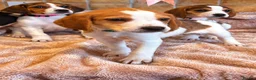 Mixed Breed dogs for sale: Beagles X Lab  - Advert 2