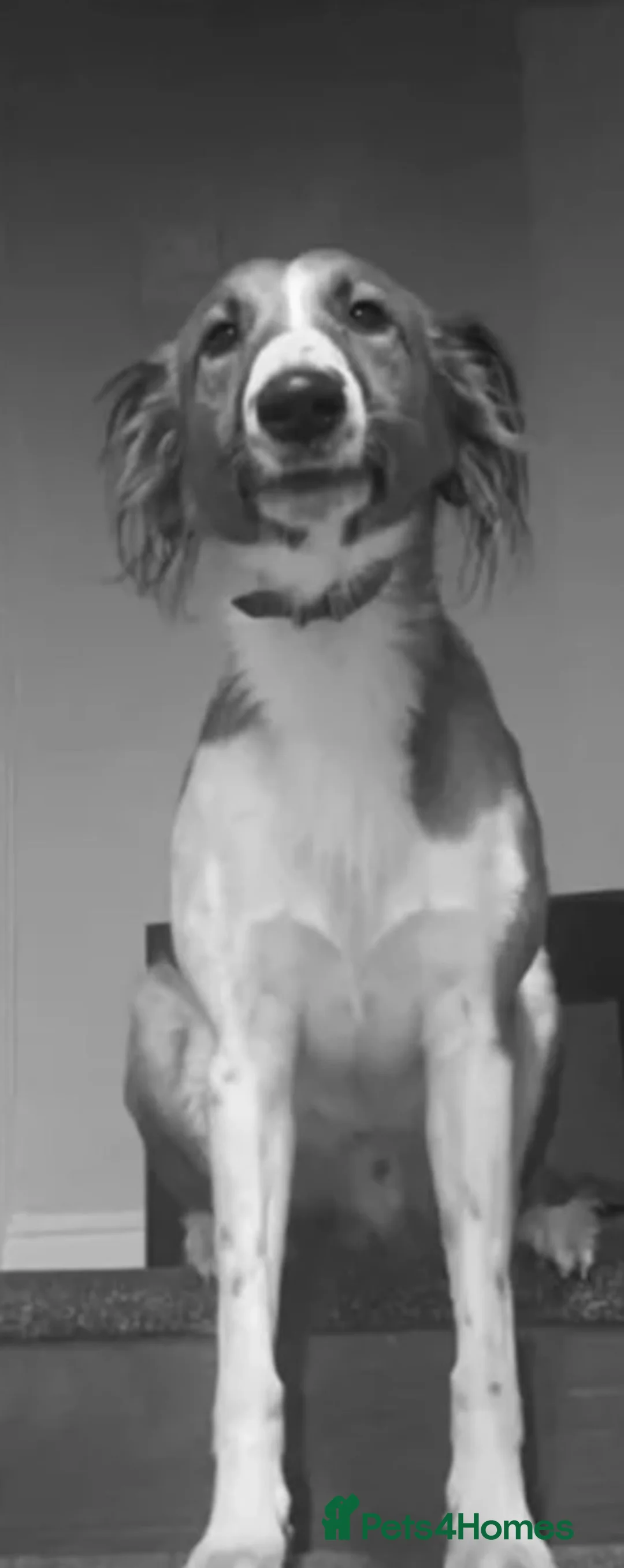 Mixed Breed dogs for sale: Saluki x greyhound  - Advert 2