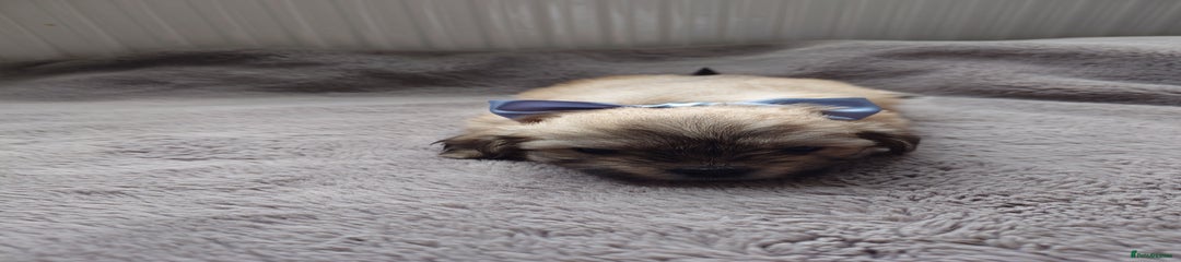 Zuchon Puppy 2