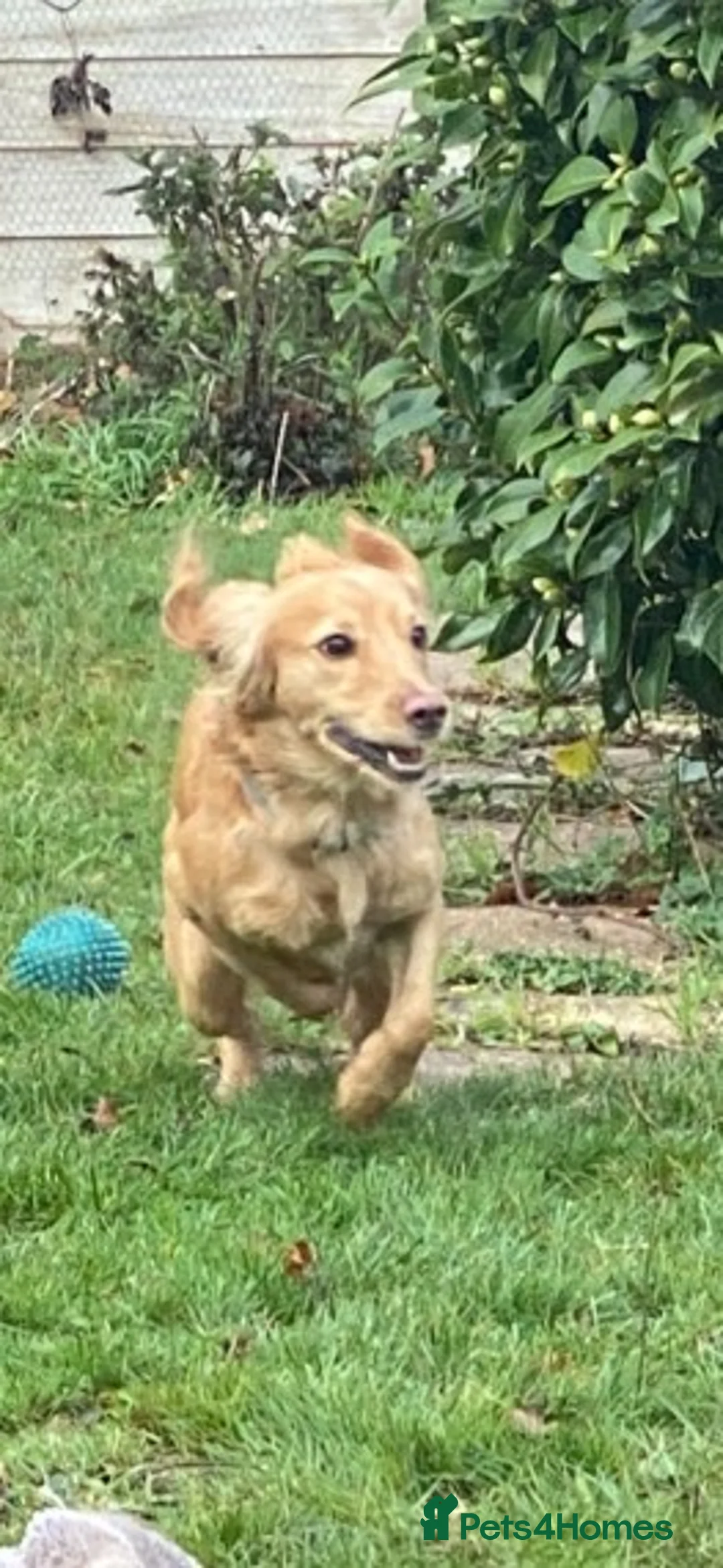 Cocker Spaniel dogs for stud: Beautiful cocker spaniel stud in Tonbridge - Advert 4