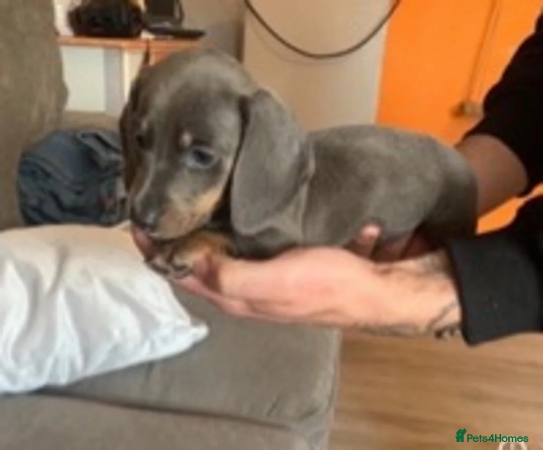 Dachshund dogs for stud: Blue Dachhund Proven Stud & Isabella cream stud, in Swansea - Advert 20