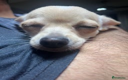 Chihuahua dogs for sale: 3 small chihuahua puppies  - Image 17
