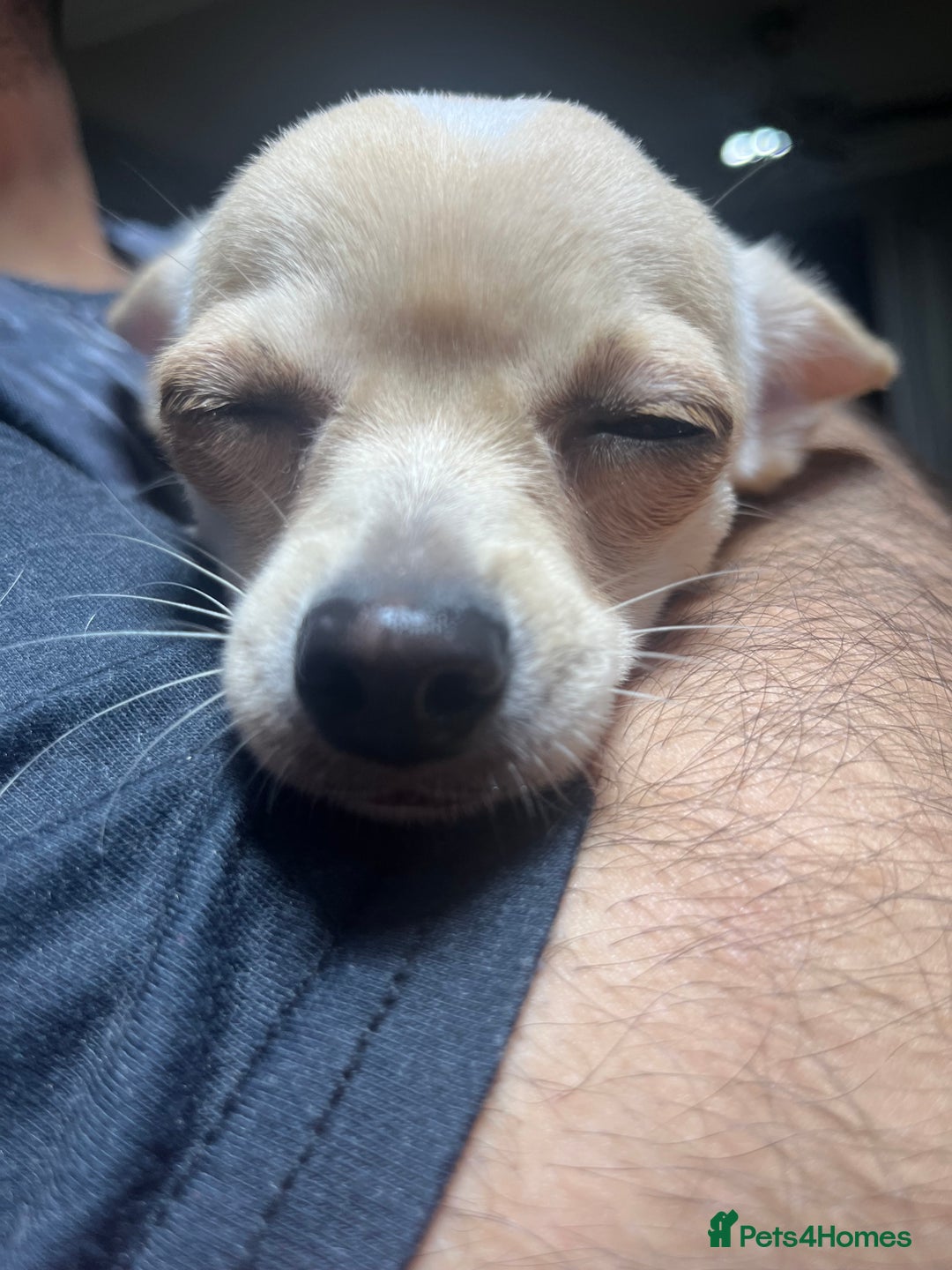 Chihuahua dogs for sale: 3 small chihuahua puppies  - Image 17