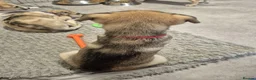 Mixed Breed dogs for sale: Beautiful Staffy x Husky Pups - Advert 8