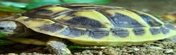Hermann Tortoise reptiles for sale: Hermann tortoise  - Advert 7