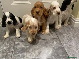 Cocker Spaniel dogs OUTSTANDING ADORABLE SHOW TYPE COCKER SPANIEL - Advert 11