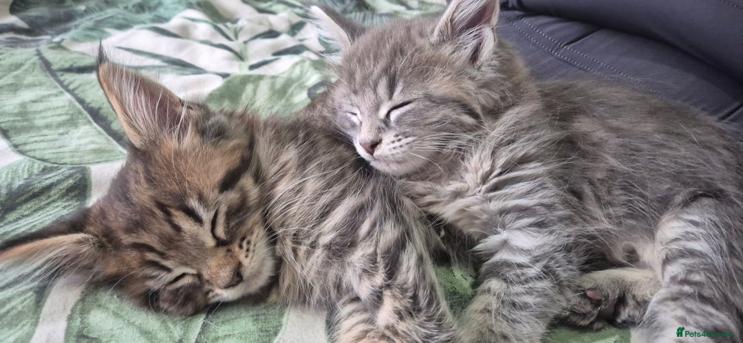 Maine Coon cats for sale: GCCF registered Pedigree Maine Coon Kittens - Advert 8