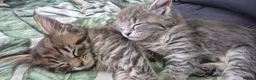 Maine Coon cats for sale: GCCF registered Pedigree Maine Coon Kittens - Advert 8