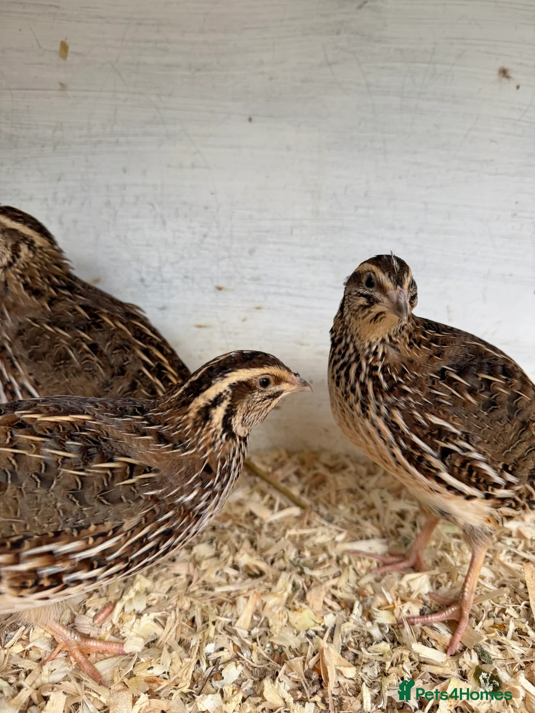 Quail poultry for sale: Coturnix Jumbo Quails  - Advert 1